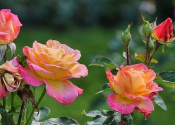 奧地利巴登玫瑰節：賞玫瑰、逛古城、泡溫泉