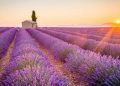 紫色的夢幻：法國和西班牙的薰衣草節