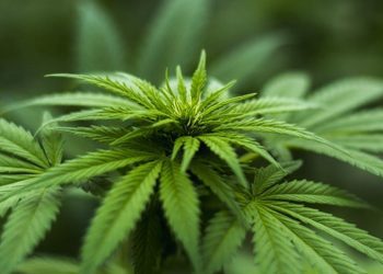 德州總檢察長就大麻合法化措施起訴達拉斯
