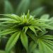 德州總檢察長就大麻合法化措施起訴達拉斯