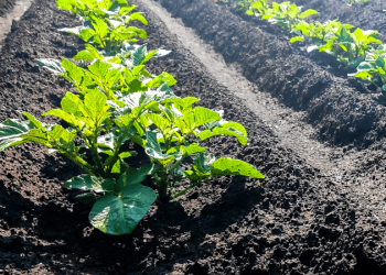 今年前3季歐盟農業對美出口額增11%  對中出口額跌3%