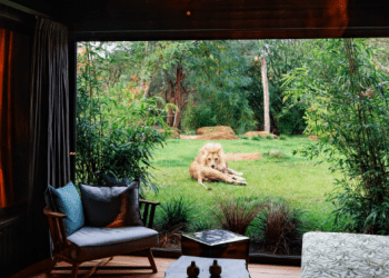 睡在獅子身邊是什麼感受？法國這家動物園酒店太奇妙！