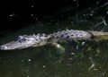佛州「鱷魚惡魔島」拘留中心正式啟用 可容3千非法移民 引安全與環保爭議