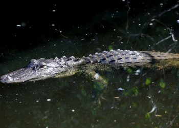 佛州「鱷魚惡魔島」拘留中心正式啟用 可容3千非法移民 引安全與環保爭議