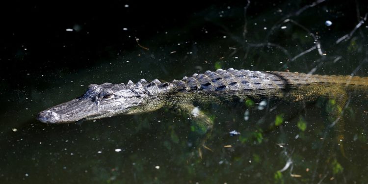 佛州「鱷魚惡魔島」拘留中心正式啟用 可容3千非法移民 引安全與環保爭議
