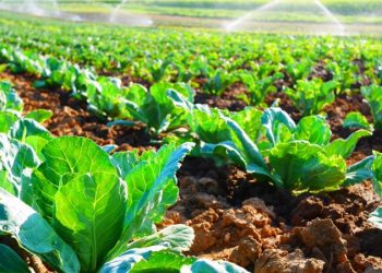 美禁中擁有農田 農業部推動國安措施限制外國土地所有權