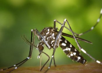 FDA暫停基孔肯雅病疫苗許可