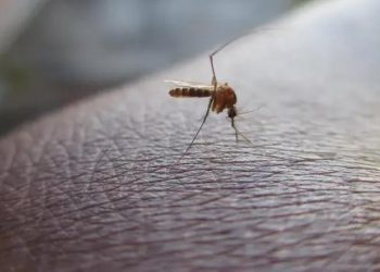 西尼羅病毒侵襲歐洲  意大利慘成最嚴重疫區