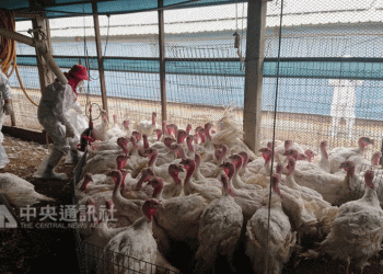 法國專家：禽流感若出現人傳人 或比新冠更嚴重