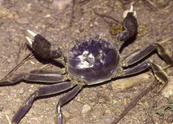 俄勒岡州捕獲入侵性中華絨螯蟹 引發擔憂