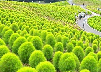 川普將宣布120億美元農業援助計畫 以應對中美貿易戰對農民的衝擊