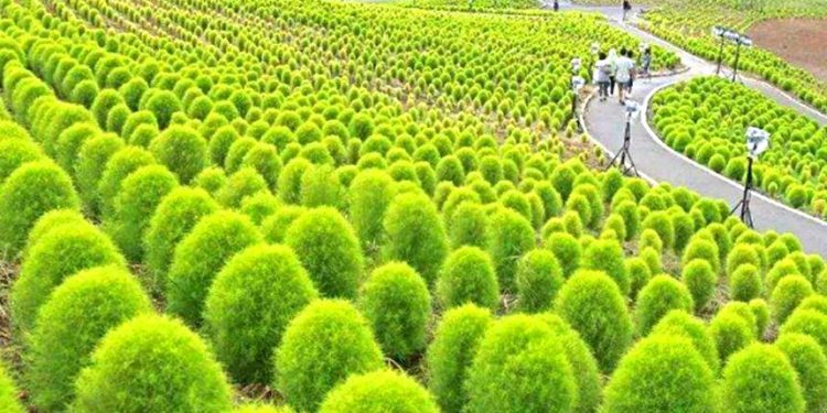 川普將宣布120億美元農業援助計畫 以應對中美貿易戰對農民的衝擊