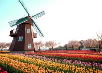 荷蘭春天 花的盛宴：鬱金香花海與橙色國王節