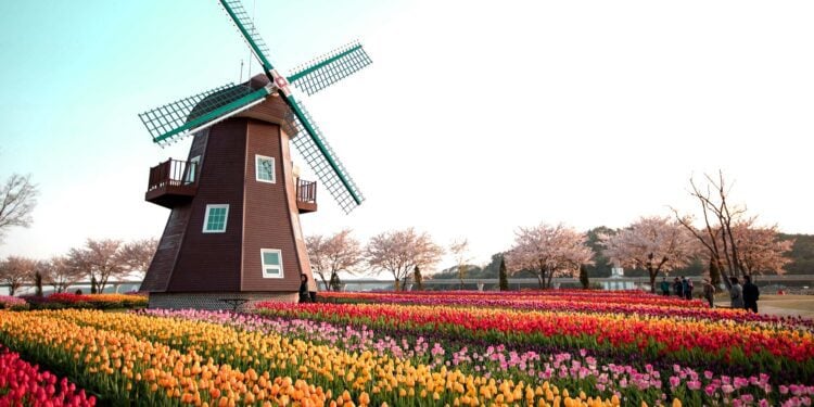 荷蘭春天 花的盛宴：鬱金香花海與橙色國王節
