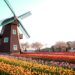 荷蘭春天 花的盛宴：鬱金香花海與橙色國王節
