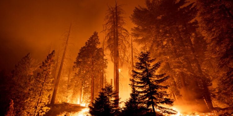 歐洲野火肆虐 一戰二戰未爆彈隱患浮現